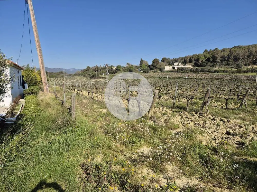 Singular finca rural conocida como Cal Cata, situada en Sant Martí Sarroca, en pleno entorno rural y vitivinícola del Alt Penedès - imagen 15