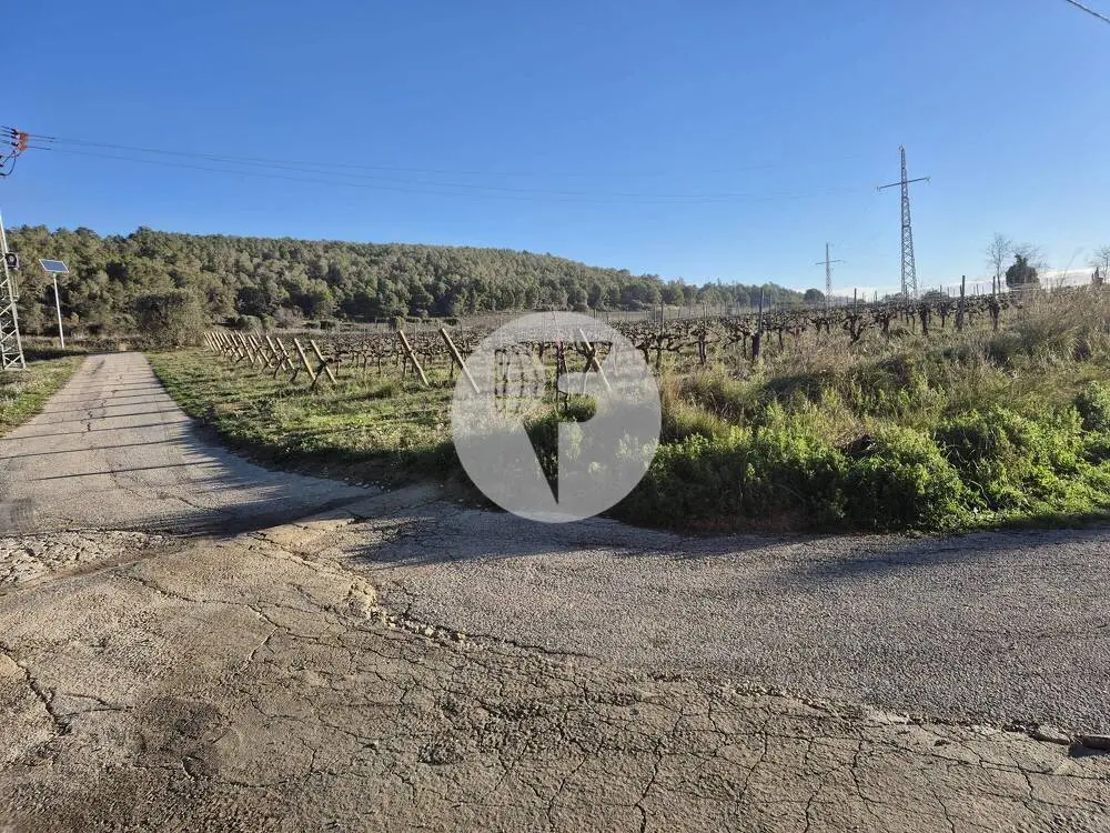 Singular finca rural conocida como Cal Cata, situada en Sant Martí Sarroca, en pleno entorno rural y vitivinícola del Alt Penedès - imagen 32