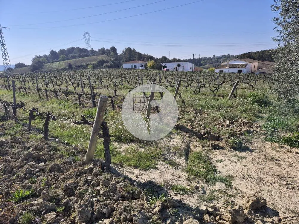 Singular finca rural conocida como Cal Cata, situada en Sant Martí Sarroca, en pleno entorno rural y vitivinícola del Alt Penedès - imagen 18