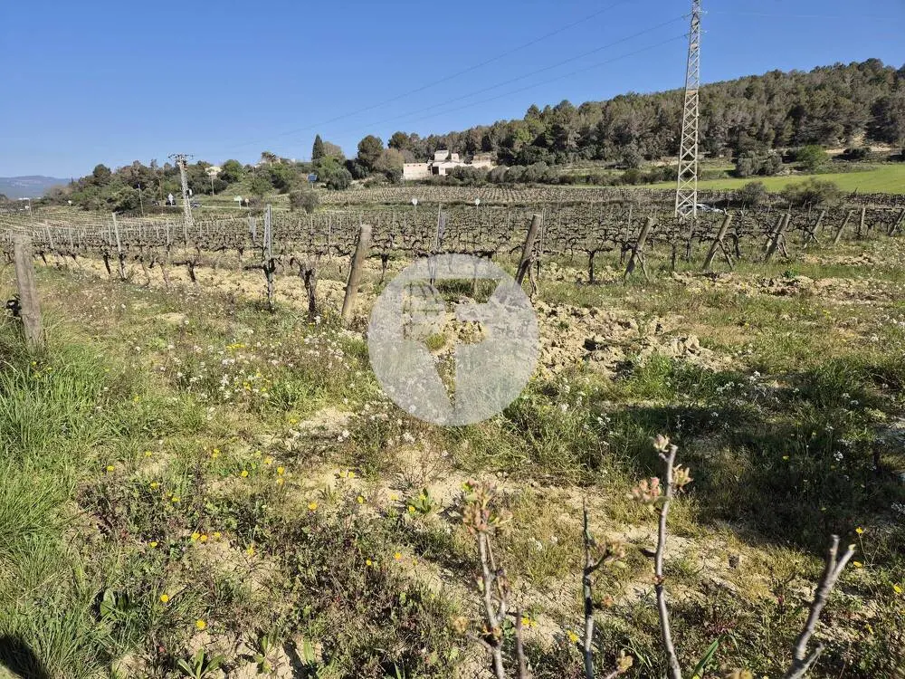 Singular finca rural conocida como Cal Cata, situada en Sant Martí Sarroca, en pleno entorno rural y vitivinícola del Alt Penedès - imagen 16